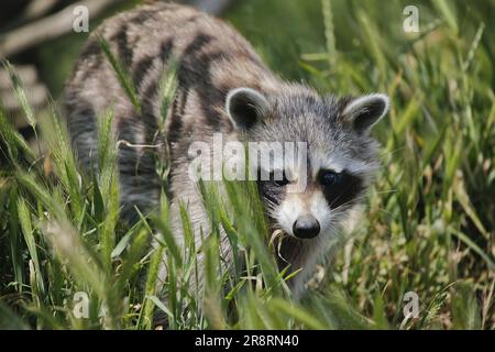 Waschbär, procyon lotor, Erwachsener, der auf langem Gras steht Stockfoto