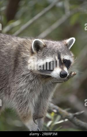 Waschbär, procyon lotor, Erwachsener Stockfoto