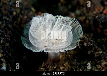 Pair of Feathery Duster Worm, Sabellastarte sp., Bintang Divers Dive Site, Amed, Karangasem, Bali, Indonesien, Indischer Ozean Stockfoto