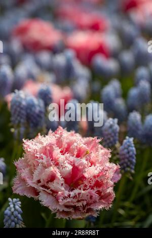 Makroaufnahme von Tulpe mit Wassertropfen, Blumengarten Keukenhof, Lisse, Niederlande Stockfoto