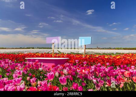 Tulpenfeld mit rosafarbener Badewanne in der Nähe des Keukenhof, Niederlande Stockfoto