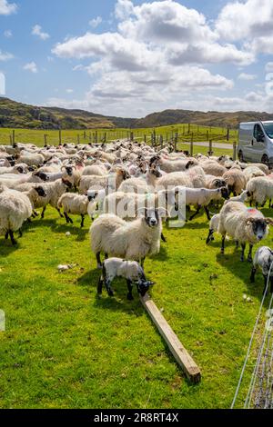 Schaf in Gehege nahe Reef Beach, Kneep, Isle of Lewis Stockfoto