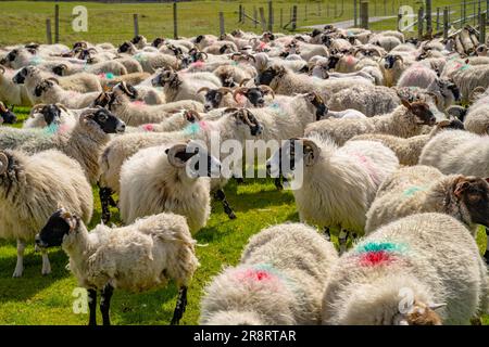 Schaf in Gehege nahe Reef Beach, Kneep, Isle of Lewis Stockfoto