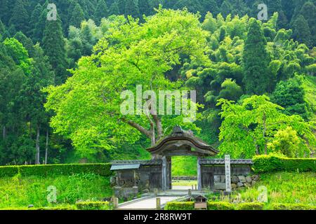 Ichijodani Asakura Clans Ruinen in frischem Grün Stockfoto