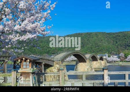 Kirschbäume der Kintaikyo-Brücke Stockfoto