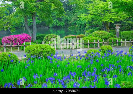 Kenrokuen Garden in frshgrüner und Kanincheniris Stockfoto