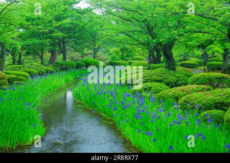 Kenrokuen Garden in frshgrüner und Kanincheniris Stockfoto