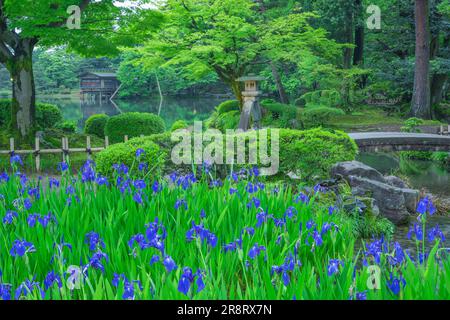 Kenrokuen Garden in frshgrüner und Kanincheniris Stockfoto