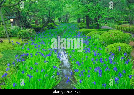 Kenrokuen Garden in frshgrüner und Kanincheniris Stockfoto