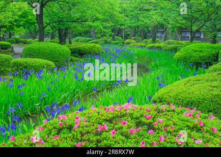 Kenrokuen Garden in frshgrüner und Kanincheniris Stockfoto