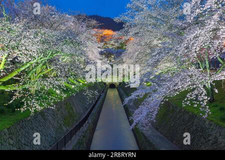 Kirschblüten auf dem Biwako-Kanal Stockfoto