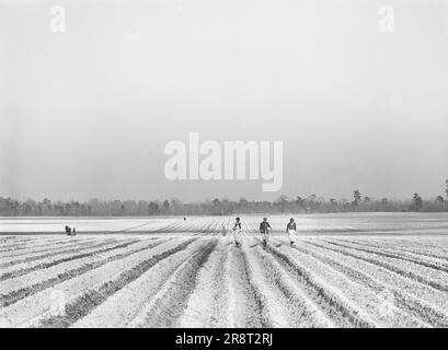 Landarbeiter, die Mais auf einem großen Bauernhof in der Nähe von Moncks Corner, South Carolina, USA, Jack Delano, USA anpflanzen Farm Security Administration, März 1941 Stockfoto