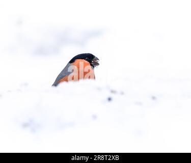 Ein kleiner Vogel hoch oben auf einer schneebedeckten Oberfläche, vielleicht ein Ast oder ein Felsen, der von dem natürlichen Licht eines Wintertags erleuchtet wird Stockfoto