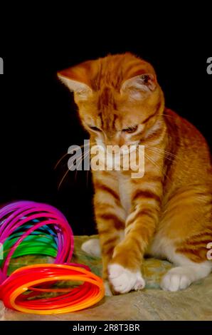 Wolfie, ein 10 Wochen altes, orange-weißes Kätzchen, spielt am 7. Juni 2023 in CODEN, Alabama, mit einem Plastikspielzeug aus Slinky. Stockfoto