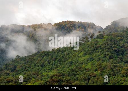 MINDO Wolkenwald bei Sonnenuntergang, Region Quito, Ecuador. Stockfoto