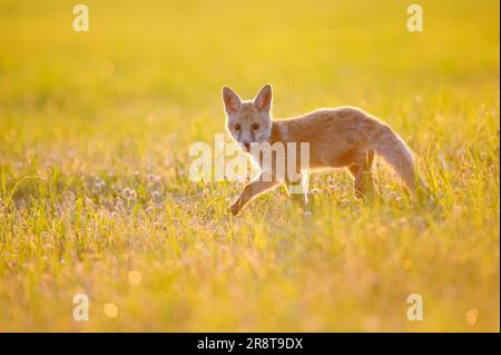 Rotfuchsenjunge, der auf einer Wiese voller Blumen steht, mit Sonnenlicht. Stockfoto