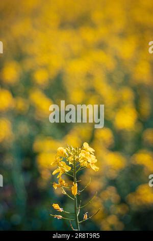 Blühende Rapsblume aus gelbem Raps, Nahaufnahme auf einem unscharfen gelben Hintergrund Stockfoto
