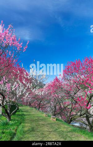 Hanamomo-Pfirsich Stockfoto