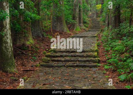 Kumano Kodo im Regen Stockfoto