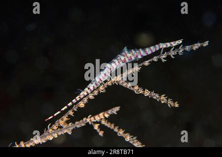 Säge Blade Shrimp, Tozeuma armatum, auf Black Coral, Antipathes sp, Melasti Tauchplatz, Seraya, Karangasem Regency, Bali, Indonesien, Indischer Ozean Stockfoto