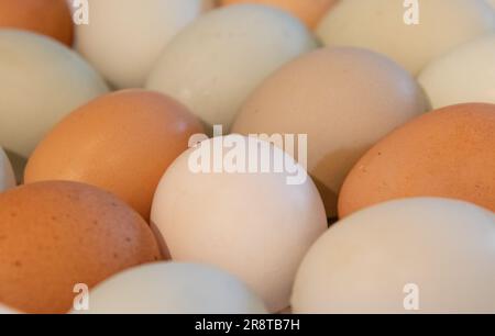 Nahaufnahme des Bio-Bauernhofs frische Eier in vielen verschiedenen Farben, braun, beige, weiß und blassgrün Stockfoto