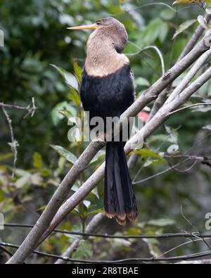 Hellbrauner Hals, schwarzer Körper, Anhinga auf einem Ast Stockfoto