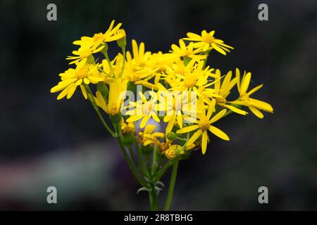 Nahaufnahme von Butterweed Yellow Flower Cluster Stockfoto