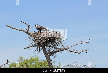 Osprey Mutter, Tennessee Stockfoto