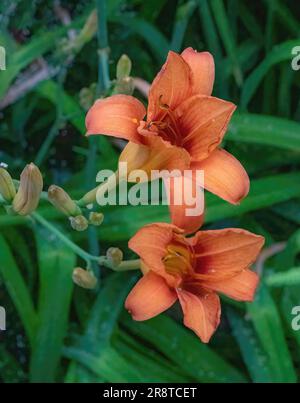 Hübsche orangefarbene Tageslilien blühen an einem Sommerabend in Center City, Minnesota, USA. Stockfoto