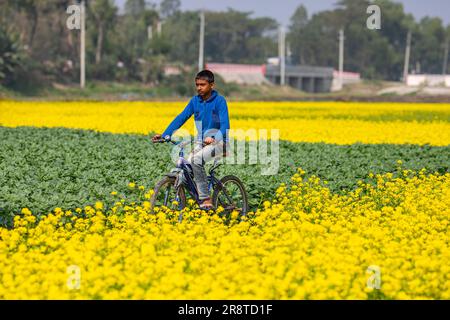 Ein ländlicher Junge fährt mit dem Fahrrad in einem Senffeld in Sirajdikhan in Munshiganj, Bangladesch. Stockfoto