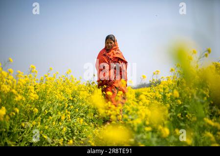 Eine ländliche Frau läuft durch das Senffeld. Jessore, Bangladesch. Stockfoto