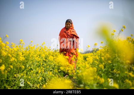 Eine ländliche Frau läuft durch das Senffeld. Jessore, Bangladesch. Stockfoto