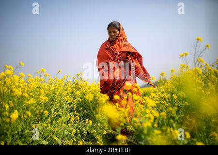 Eine ländliche Frau läuft durch das Senffeld. Jessore, Bangladesch. Stockfoto