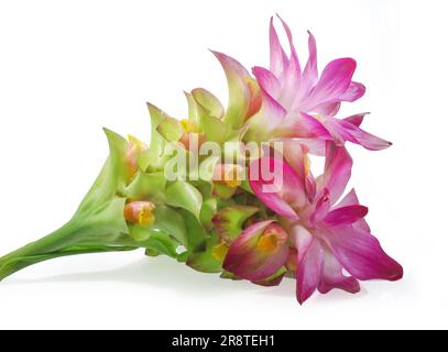 Curcuma zanthorrhiza-Blüte auf weißem Hintergrund Stockfoto