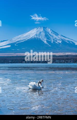 Mt. Fuji und ein Schwan am Yamanaka-See Stockfoto