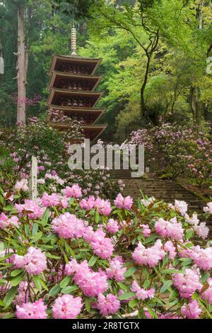 Muroji-Tempel fünf-stöckige Pagoden und Rhododendrons Stockfoto