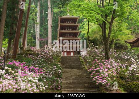 Muroji-Tempel fünf-stöckige Pagoden und Rhododendrons Stockfoto