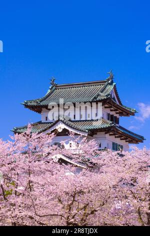 Schloss Hirosaki mit voll blühenden Kirschbäumen Stockfoto