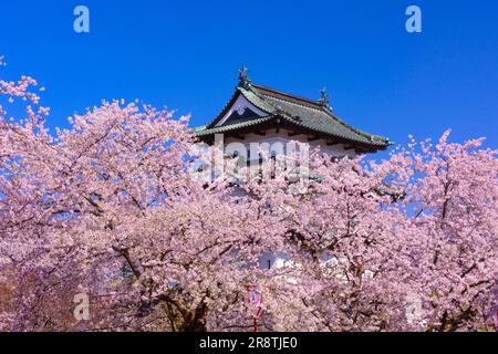 Schloss Hirosaki mit voll blühenden Kirschbäumen Stockfoto