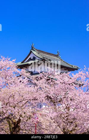 Schloss Hirosaki mit voll blühenden Kirschbäumen Stockfoto