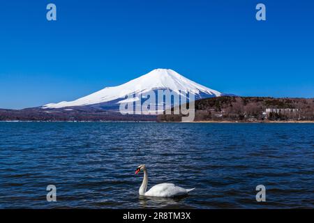 Mt. Fuji und Schwäne, Yamanaka-See Stockfoto