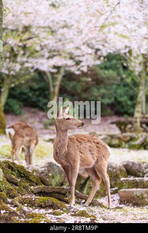 Hirsche am Itsukushima-Schrein Stockfoto