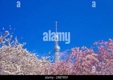 Blauer Himmel, roter, weinender Kirschbaum und Tokyo Sky Tree Stockfoto