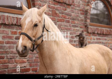 Eine niedliche Katze, die draußen auf einem Pferd in der Nähe eines Ziegelgebäudes sitzt. Hübsches Haustier Stockfoto