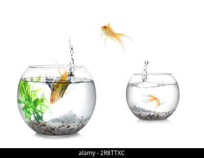Goldfische springen aus einer Glasfischschüssel in einen anderen auf weißem Hintergrund Stockfoto