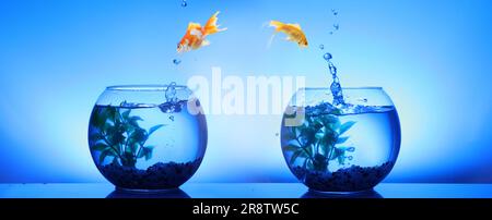 Zwei Fische wechseln ihr Zuhause. Goldfische springen aus einer Glasfischschüssel in einen anderen auf blauem Hintergrund Stockfoto