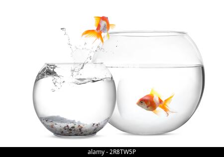Goldfische springen aus einer Glasfischschüssel in einen größeren auf weißem Hintergrund Stockfoto