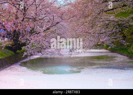 Kirschblüten im Hirosaki Park Stockfoto