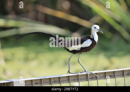 Fasan-tailed Blatthühnchen (Hydrophasianus Chirurgus) in Japan Stockfoto