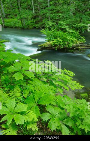 Oirase Bergbach im Frühsommer Stockfoto